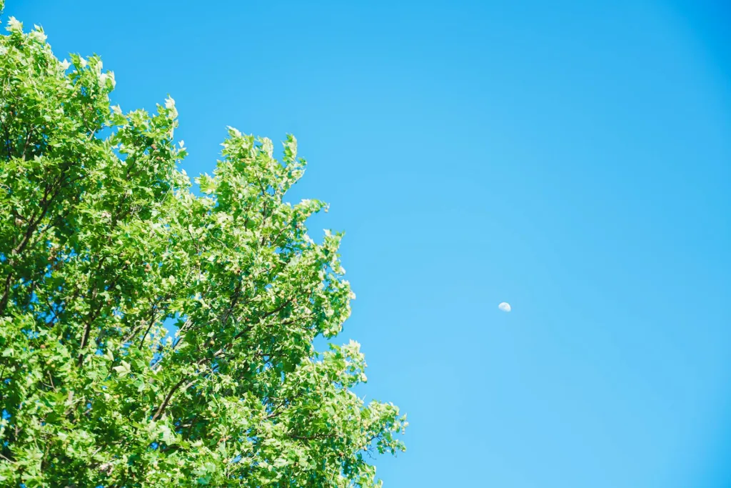 台北日本AV外送茶